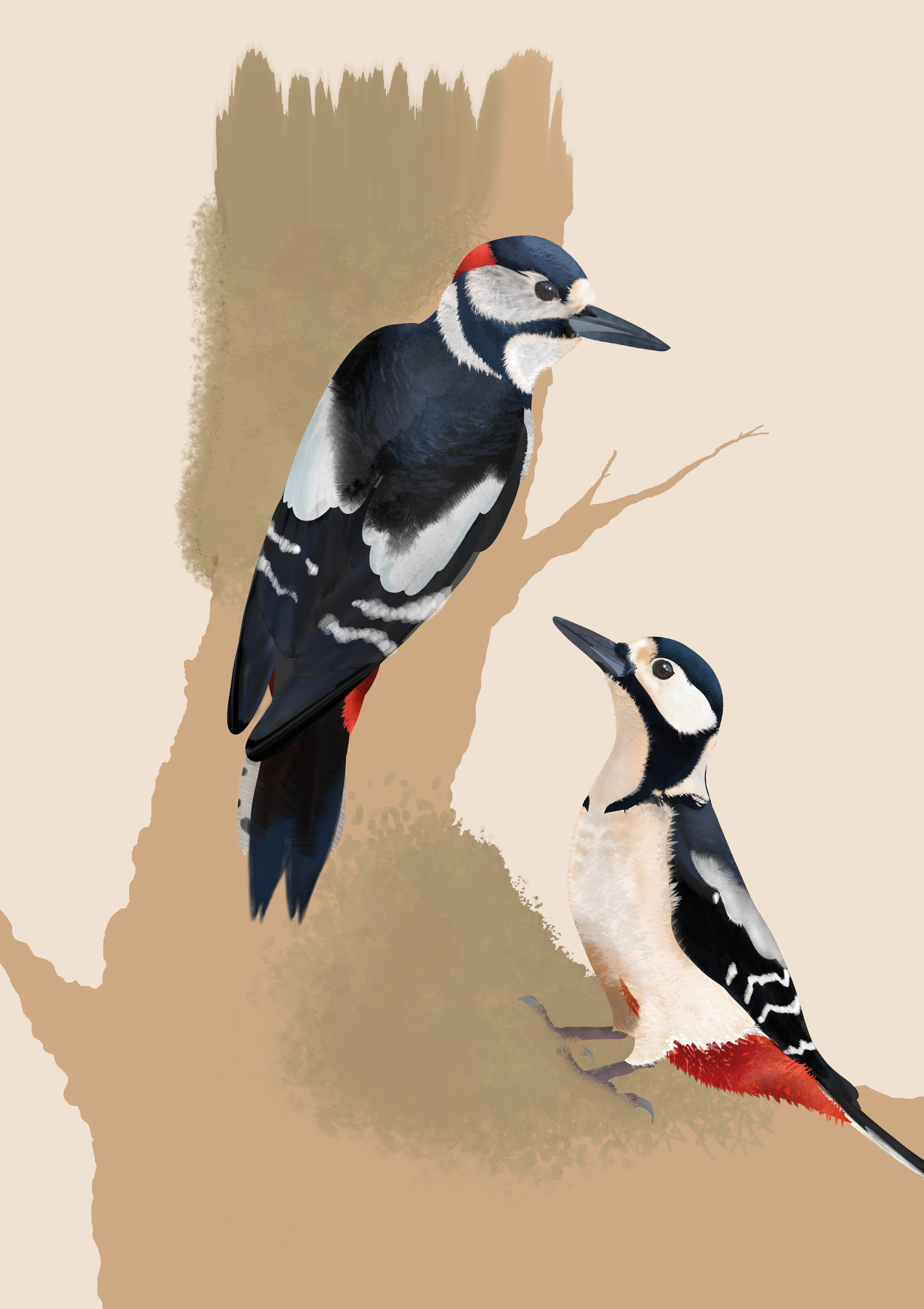 BA Illustration work by Alistair Simmonds showing an ornithology illustration of two woodpeckers posed on a tree trunk