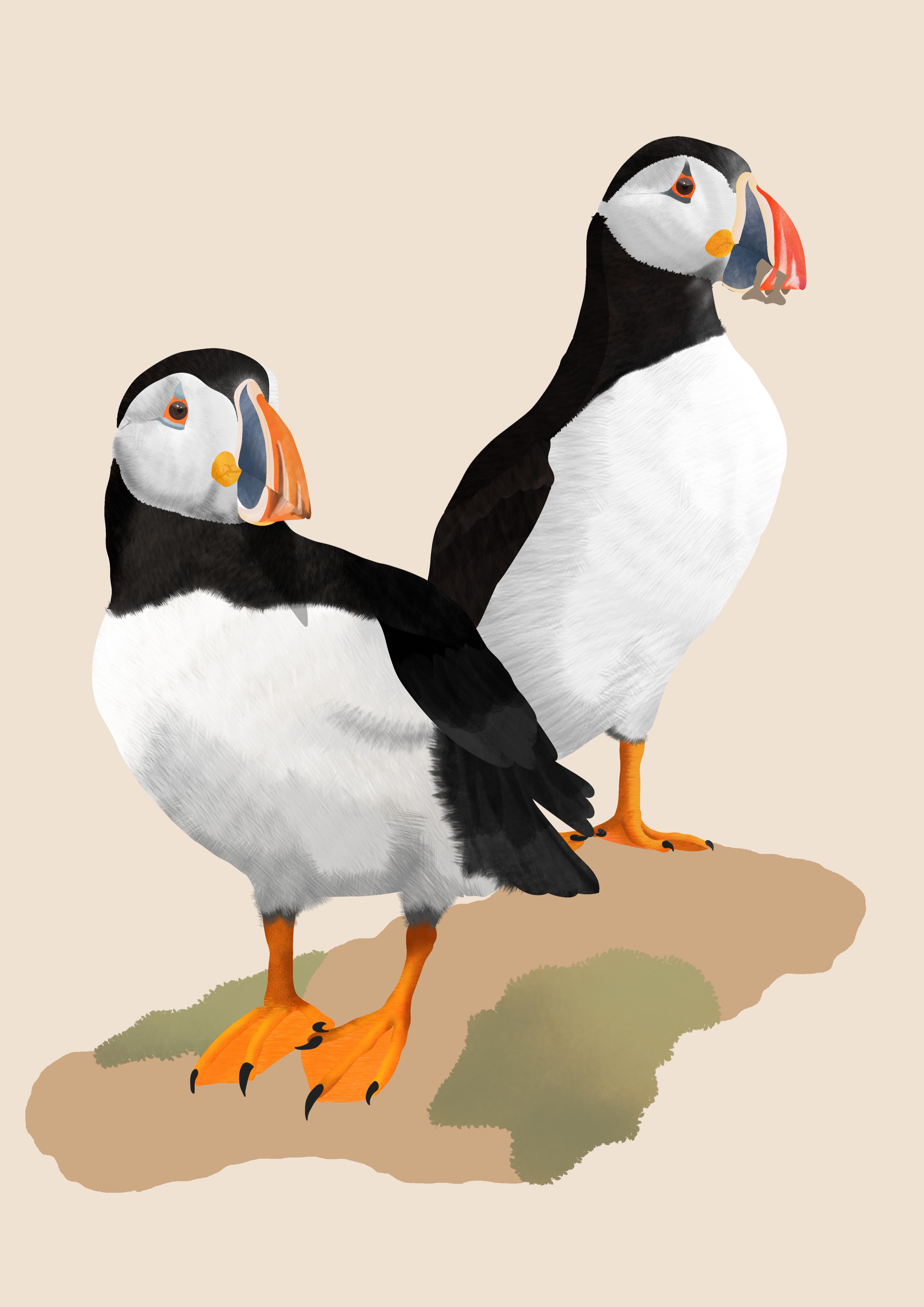 Illustration of two Atlantic puffins standing on a rock, looking off to the right