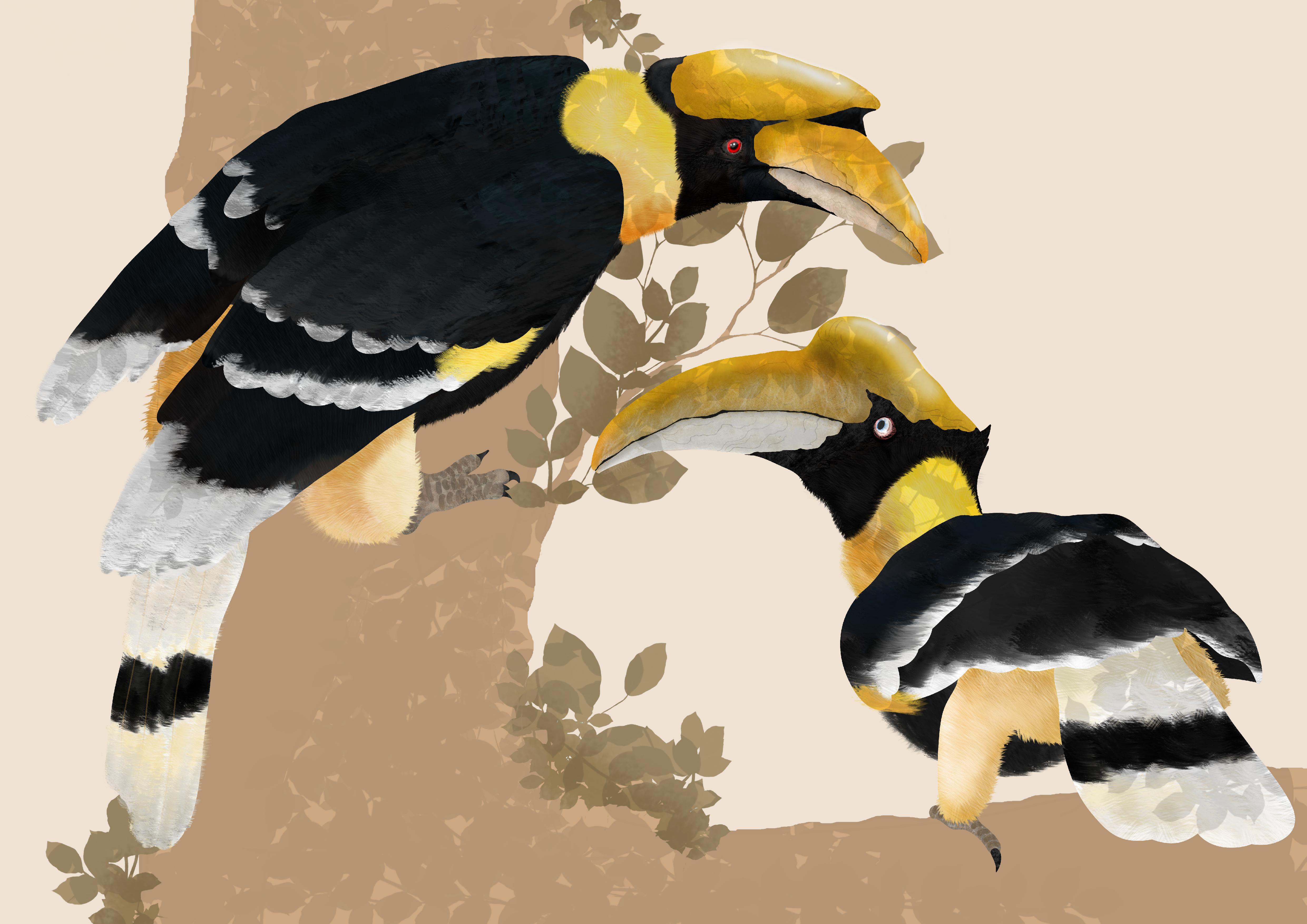 BA Illustration work by Alistair Simmonds showing an ornithology illustration of a male and female Great Indian Hornbill