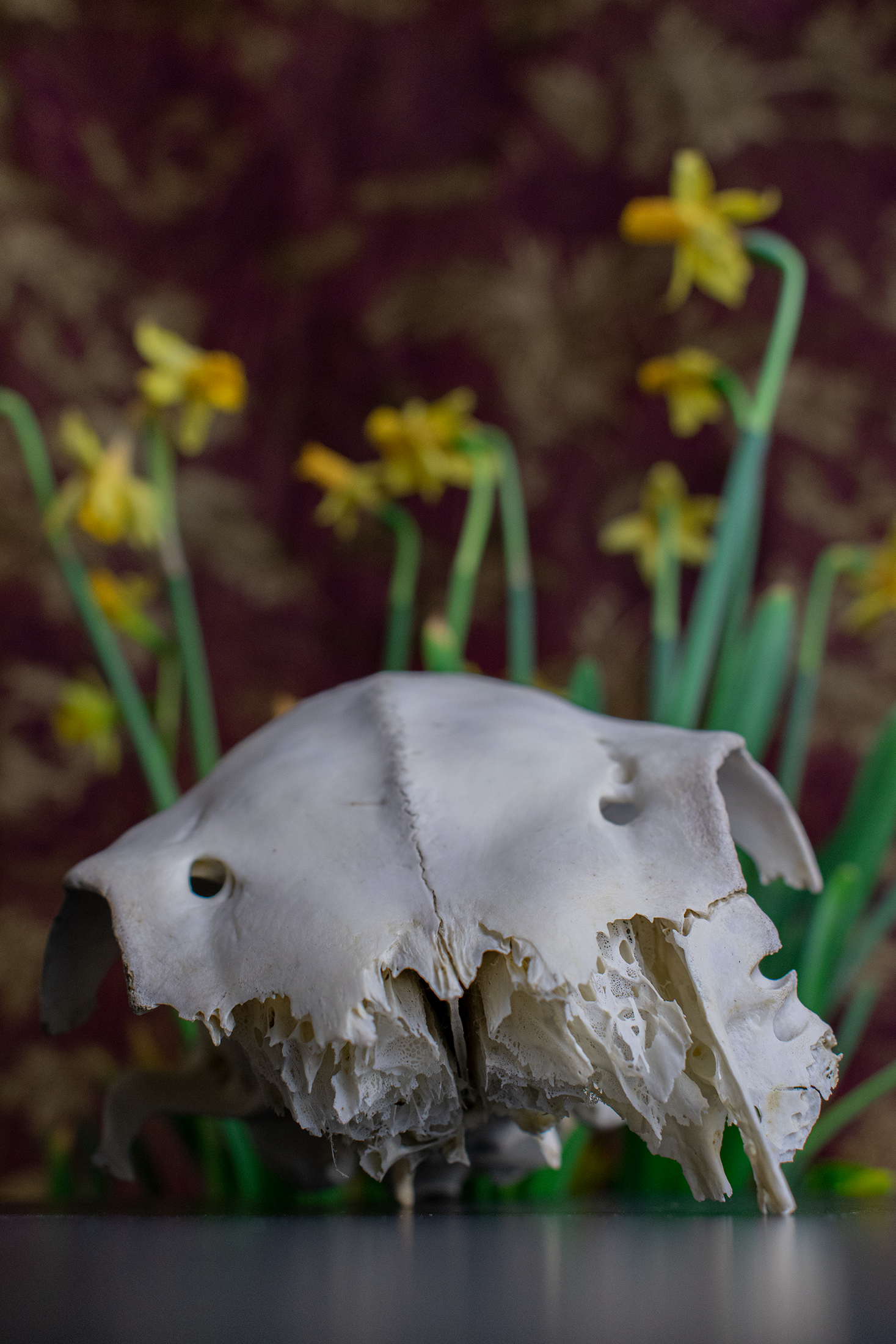 A still life photograph featuring the top of a bleached animal skull in front of a bunch of vibrant yellow dandelions. The backdrop is burgundy and gold.