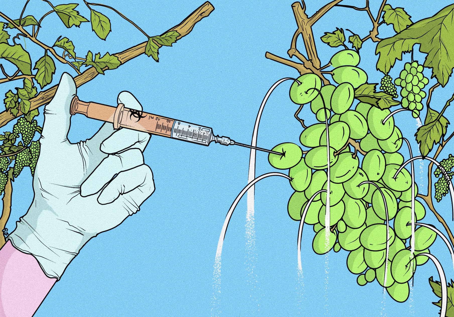BA Illustration work by Catherine Perkins showing a speculative illustration for an article that narrates the toxic truth about modern food. A gloved hand is seen injecting a bunch of hanging grapes.