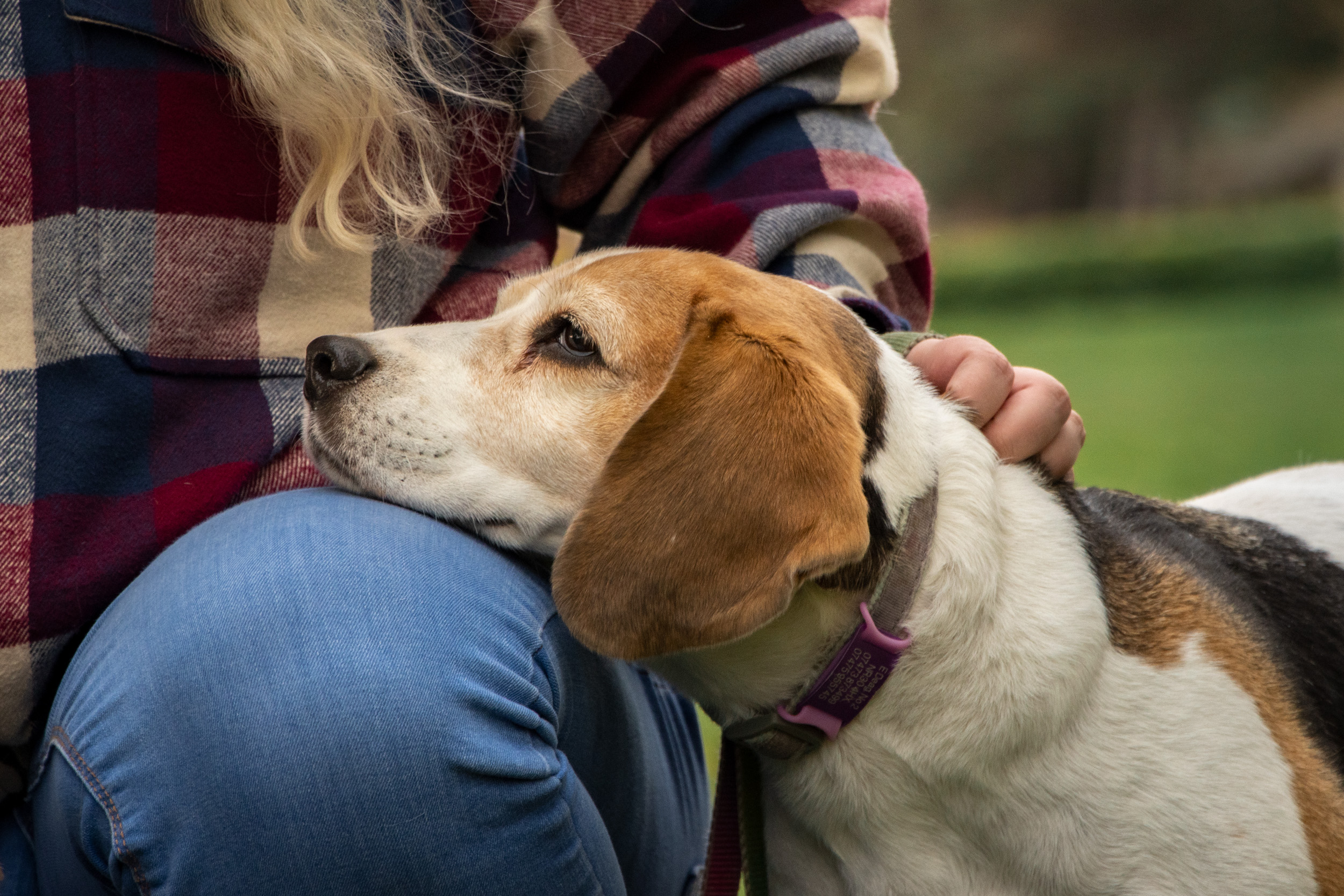 Photograph by Charlotte Hutchins showing a Beagle dog resting her chin on her owner's knee