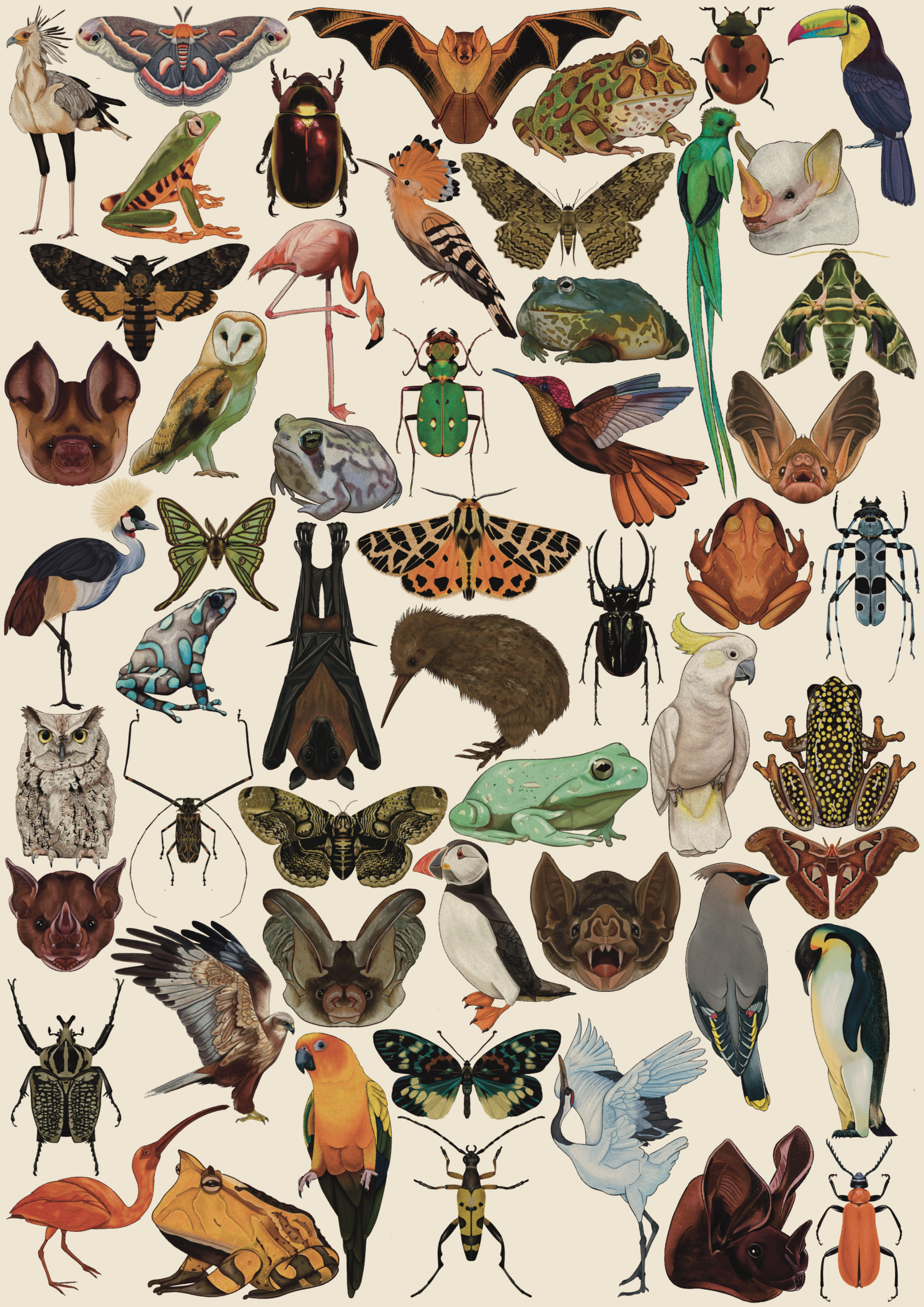 BA Illustration work by Chloe Smith showing all Fifty-four illustrations including various frogs, bats, moths, beetles and birds.