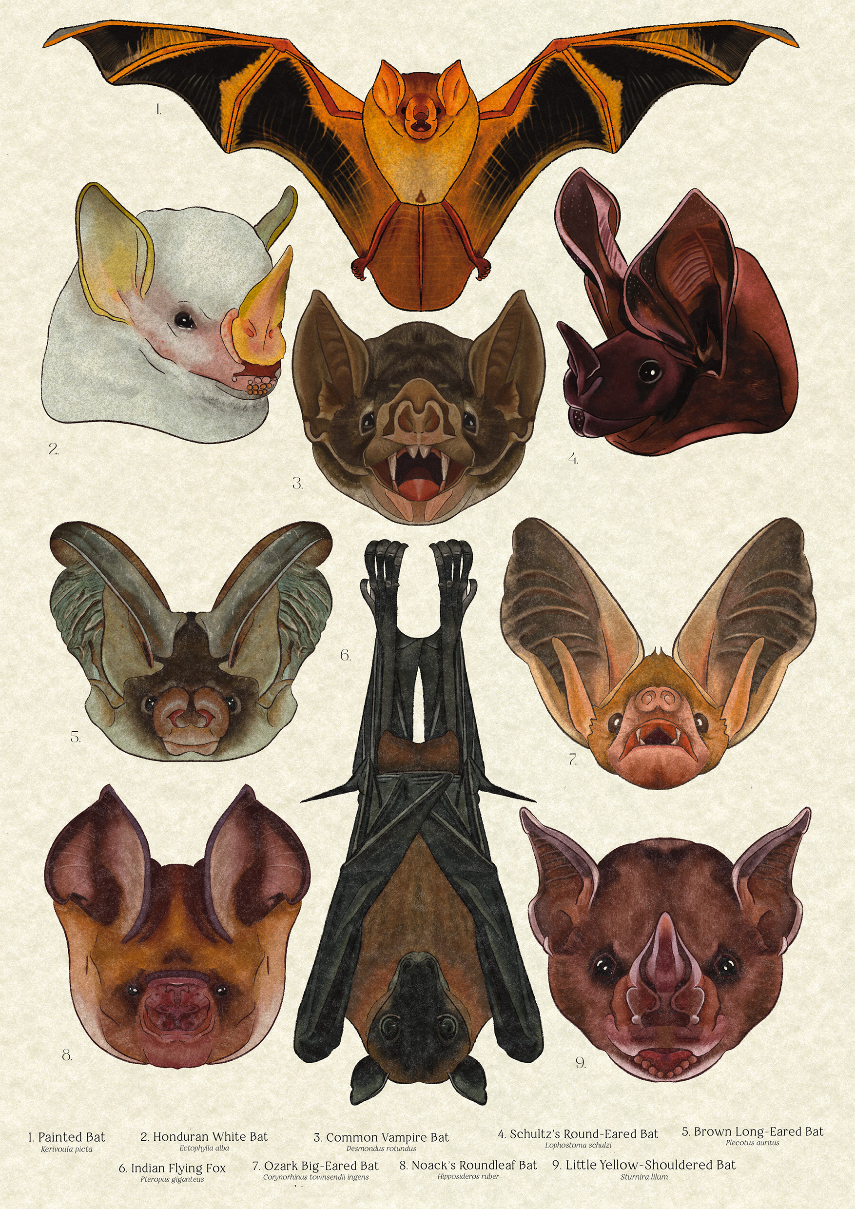 BA Illustration work by Chloe Smith showing nine bats arranged together on a page