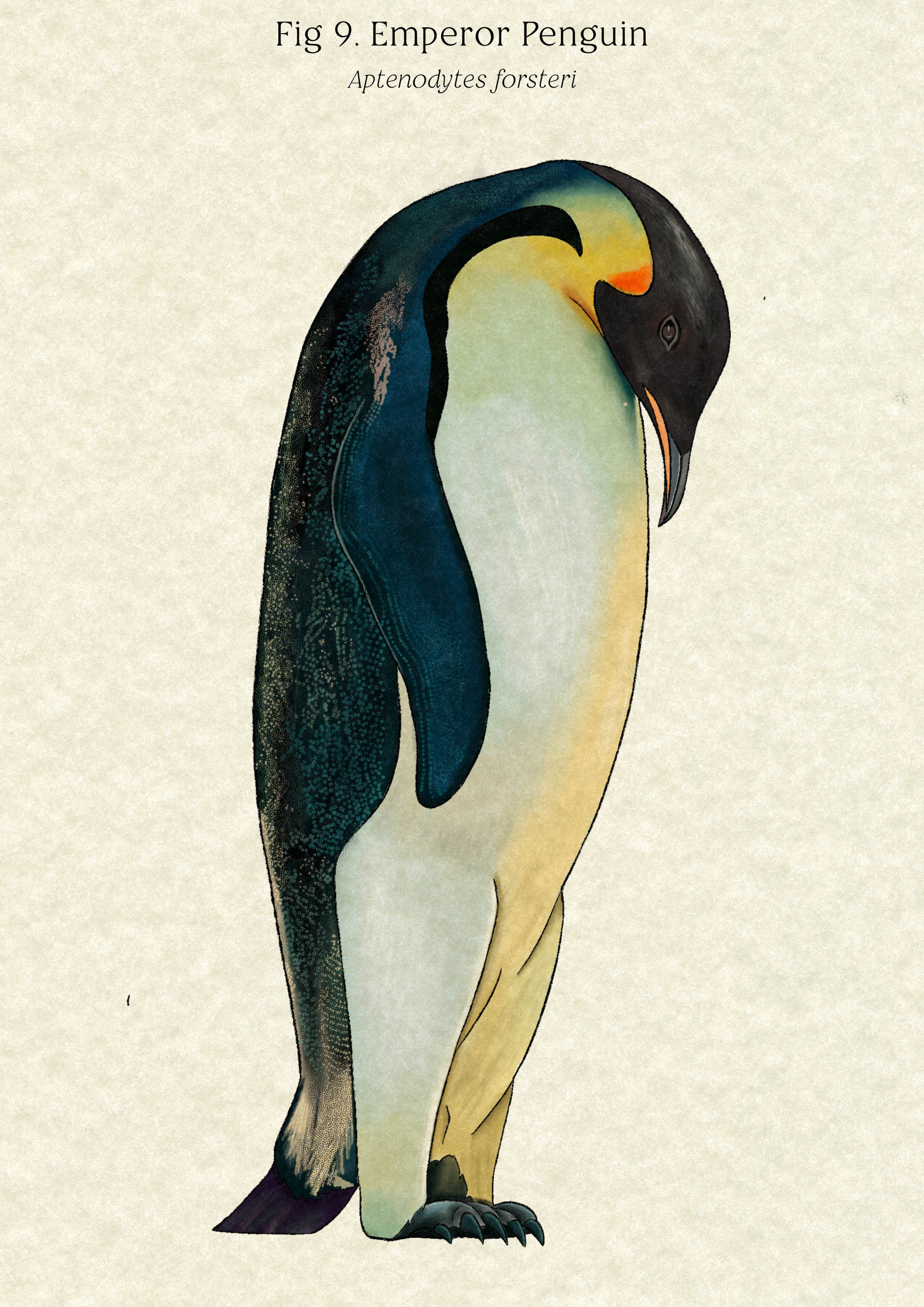 BA Illustration work by Chloe Smith showing a drawing of an Emperor Penguin