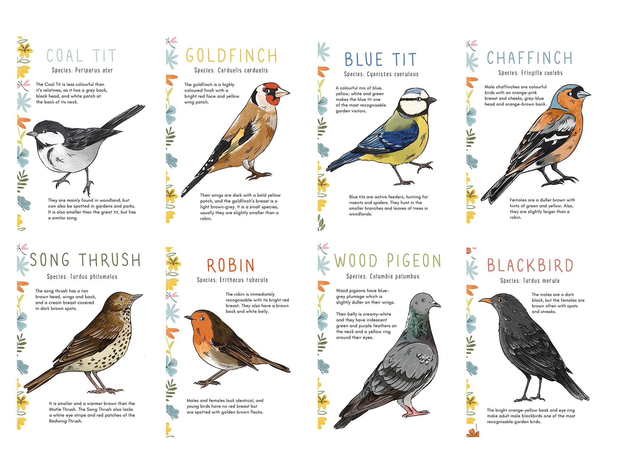 BA Illustration work by Emily Johnson showing educational flashcards about garden birds.