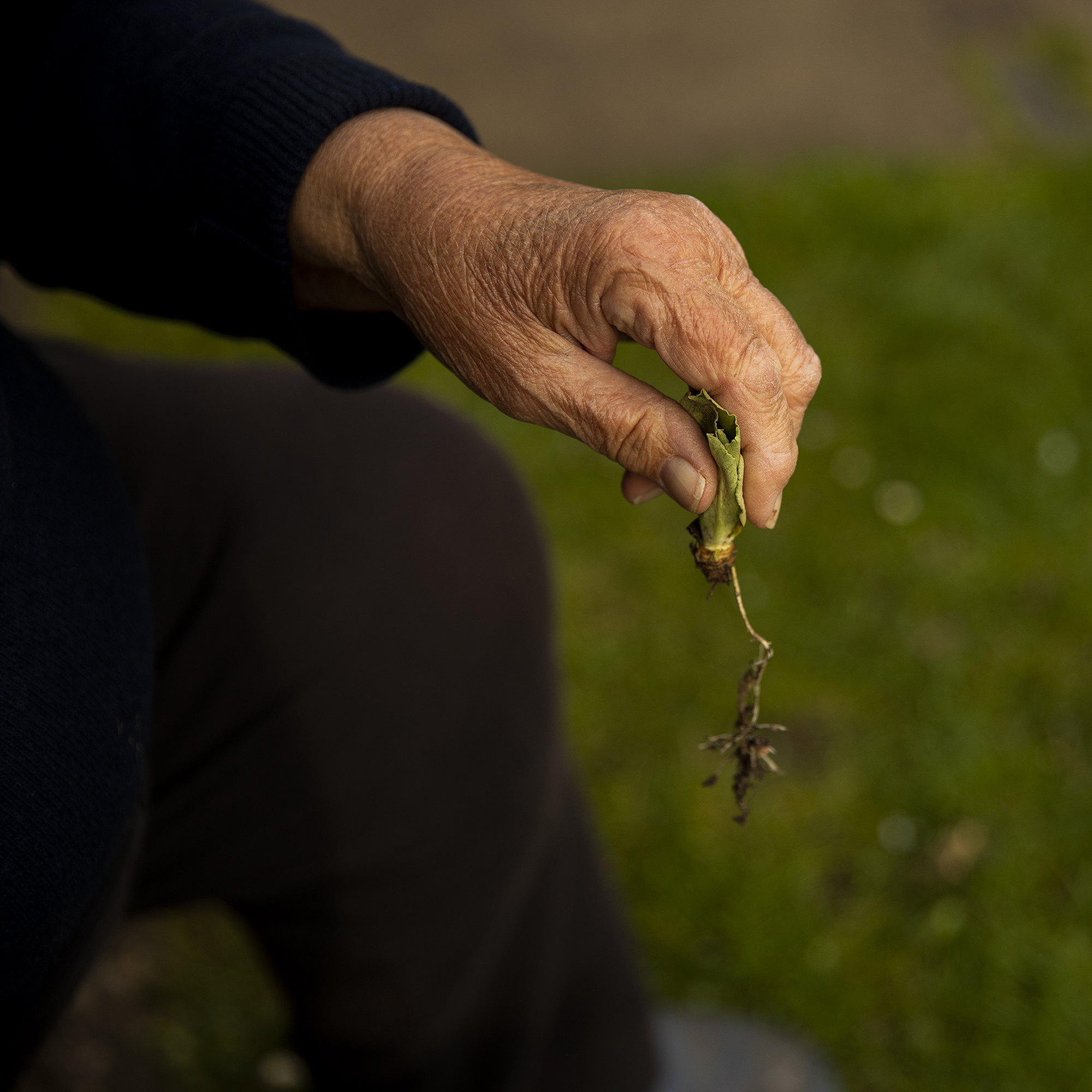 This image by BA Photography Student, Isabella Lamorna, shows her Grandma's hand in the process of repotting a plant.