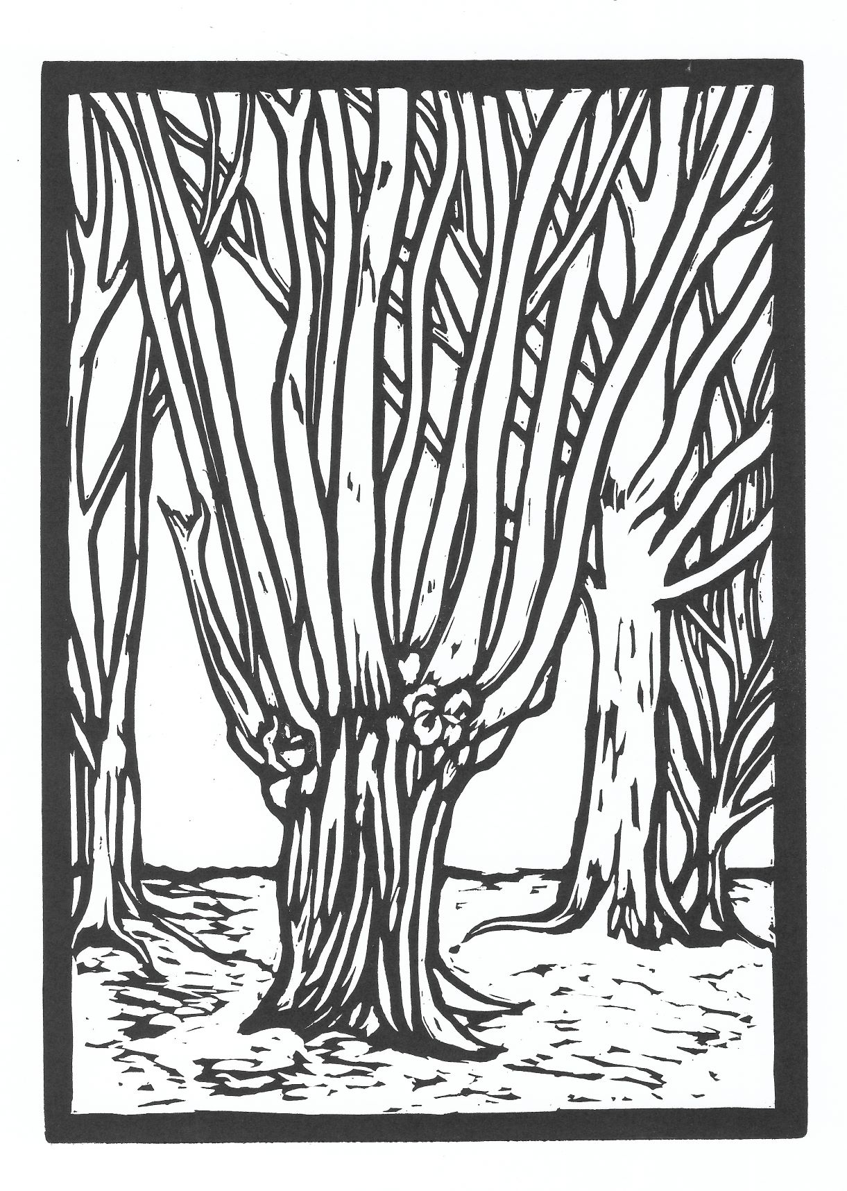 Black and white linocut of an ancient tree on Amesbury Banks, remnants of an iron age hill fort in Epping Forest.
