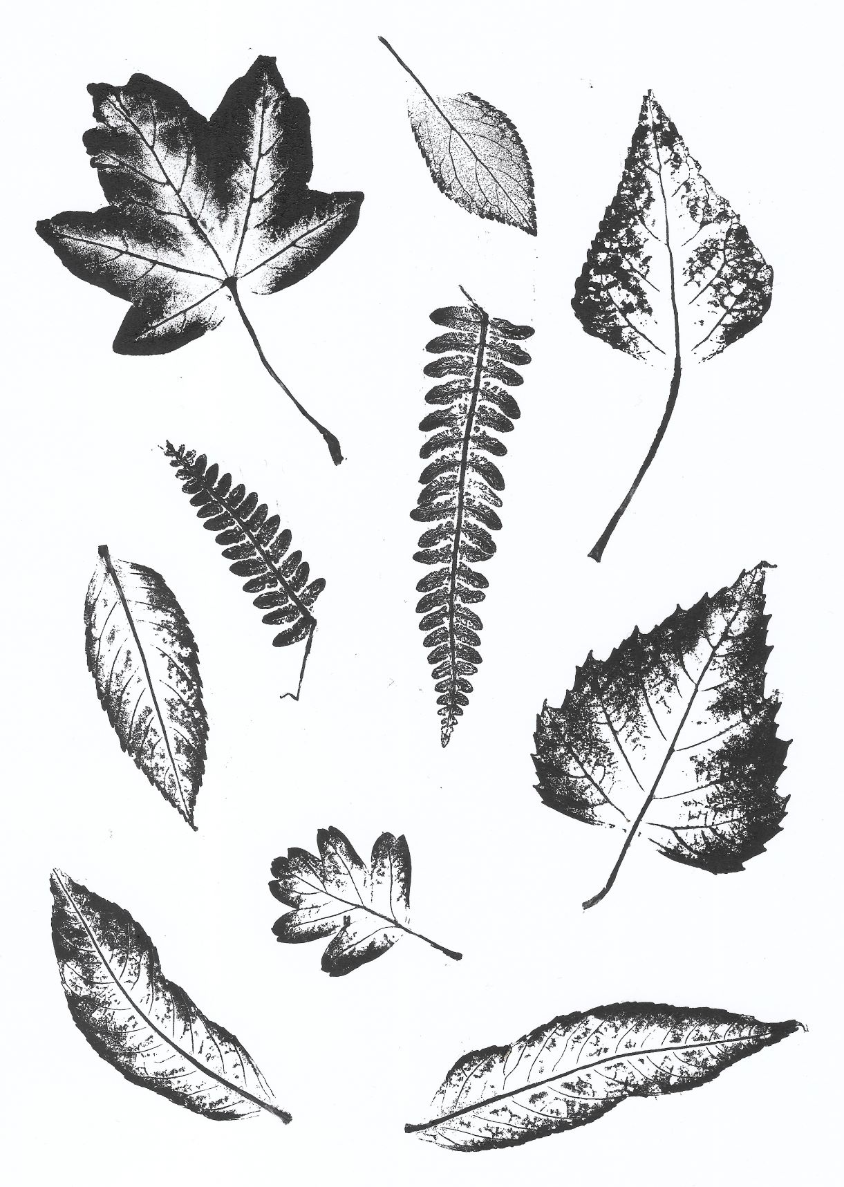 Black and white monotype print made using leaves collected in Epping Forest.