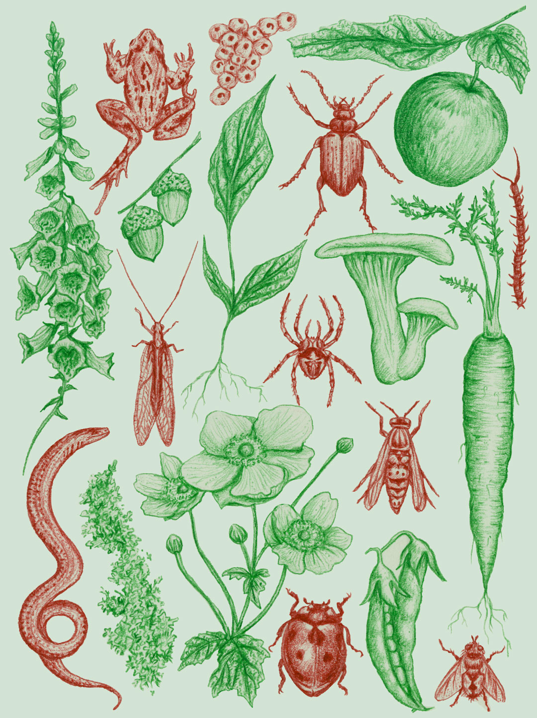Coloured pencil drawings on light green background. Depicts flowers, fruits, vegetables fungi and lichen (green) and garden predators including a spider, frog, wasp, beetle, lacewing, slow worm and ladybird (red).