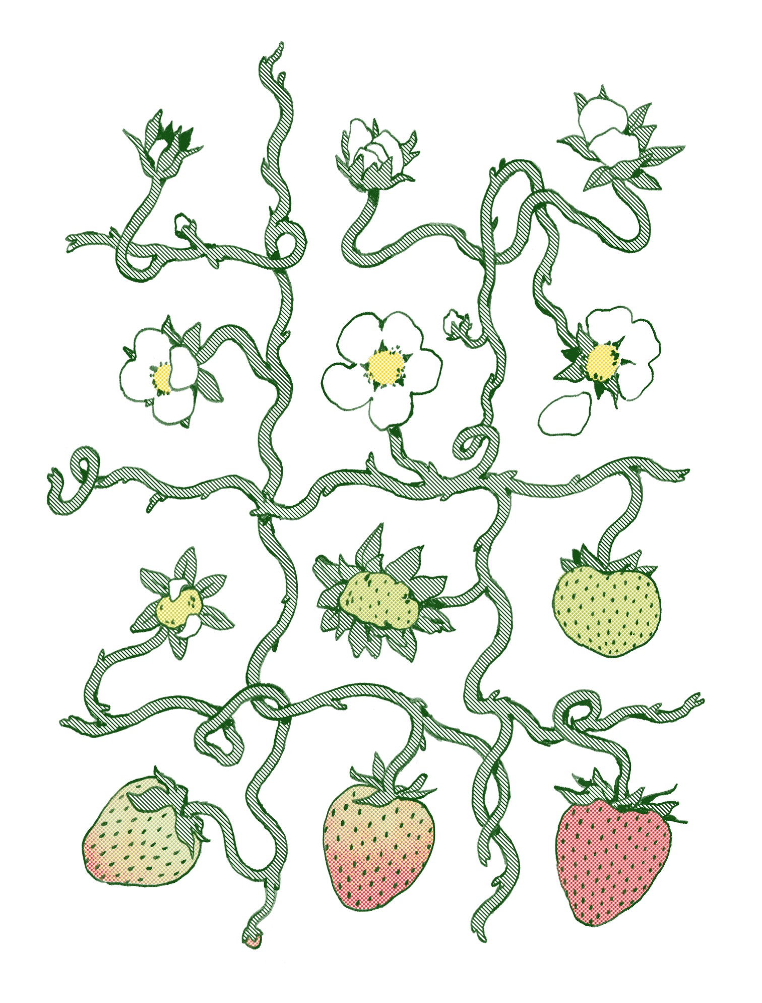 A lattice grid composed of vines displays each stage of the strawberry's growth. It transforms from bud to blossoming flower. As the petals wilt the green berry ripens to red.