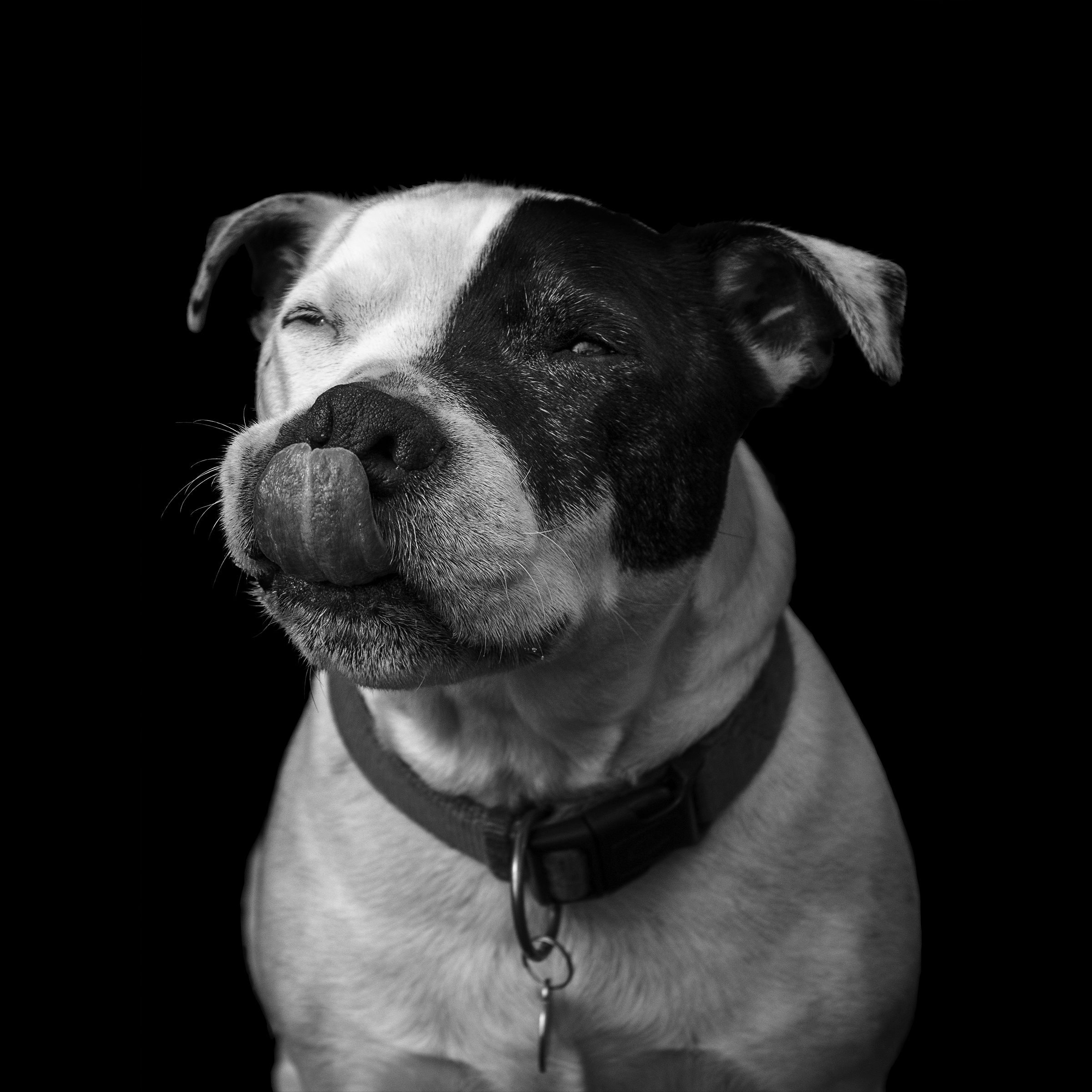 Monochrome photography of a dog by Tay Morgan.