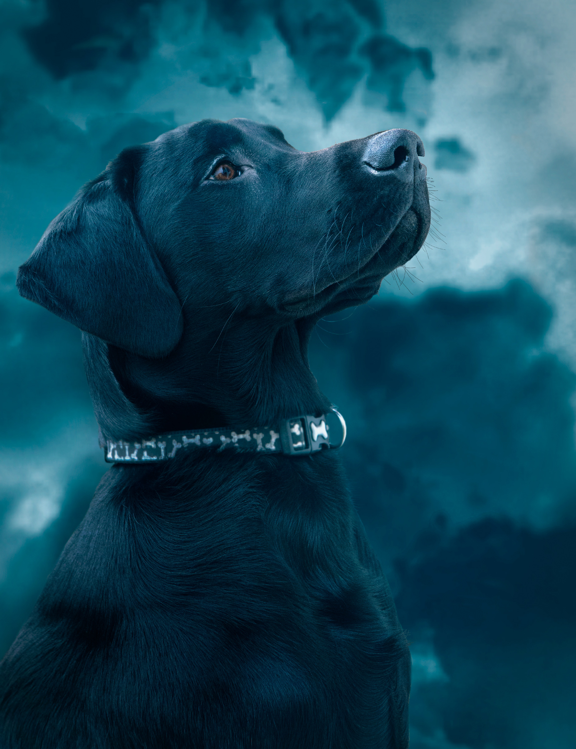 An image of a dog in dark blue tones by Tay Morgan