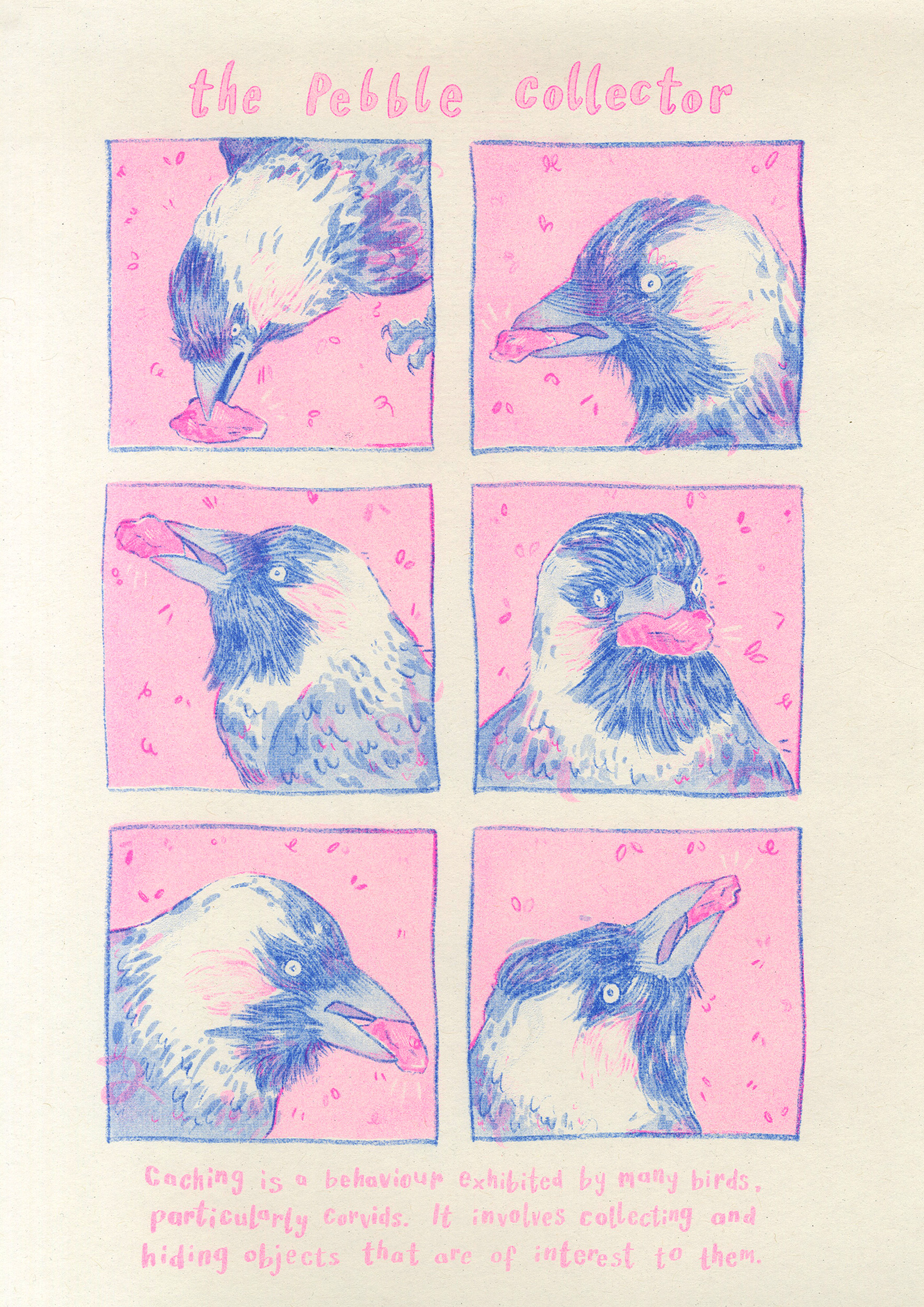 A fluorescent pink and blue poster containing six images of jackdaws holding pebbles. The poster explains how these birds frequently collect and hide objects.