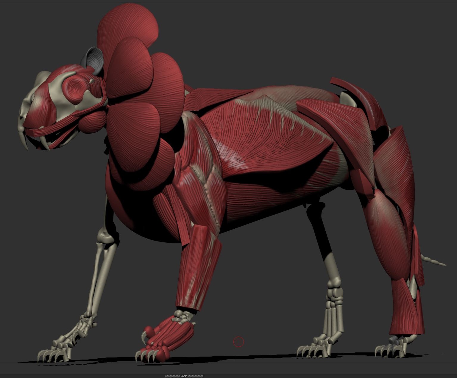 An anatomical 3D render of a creature I designed based off a fusion of a Smilodon and a Crocodile.