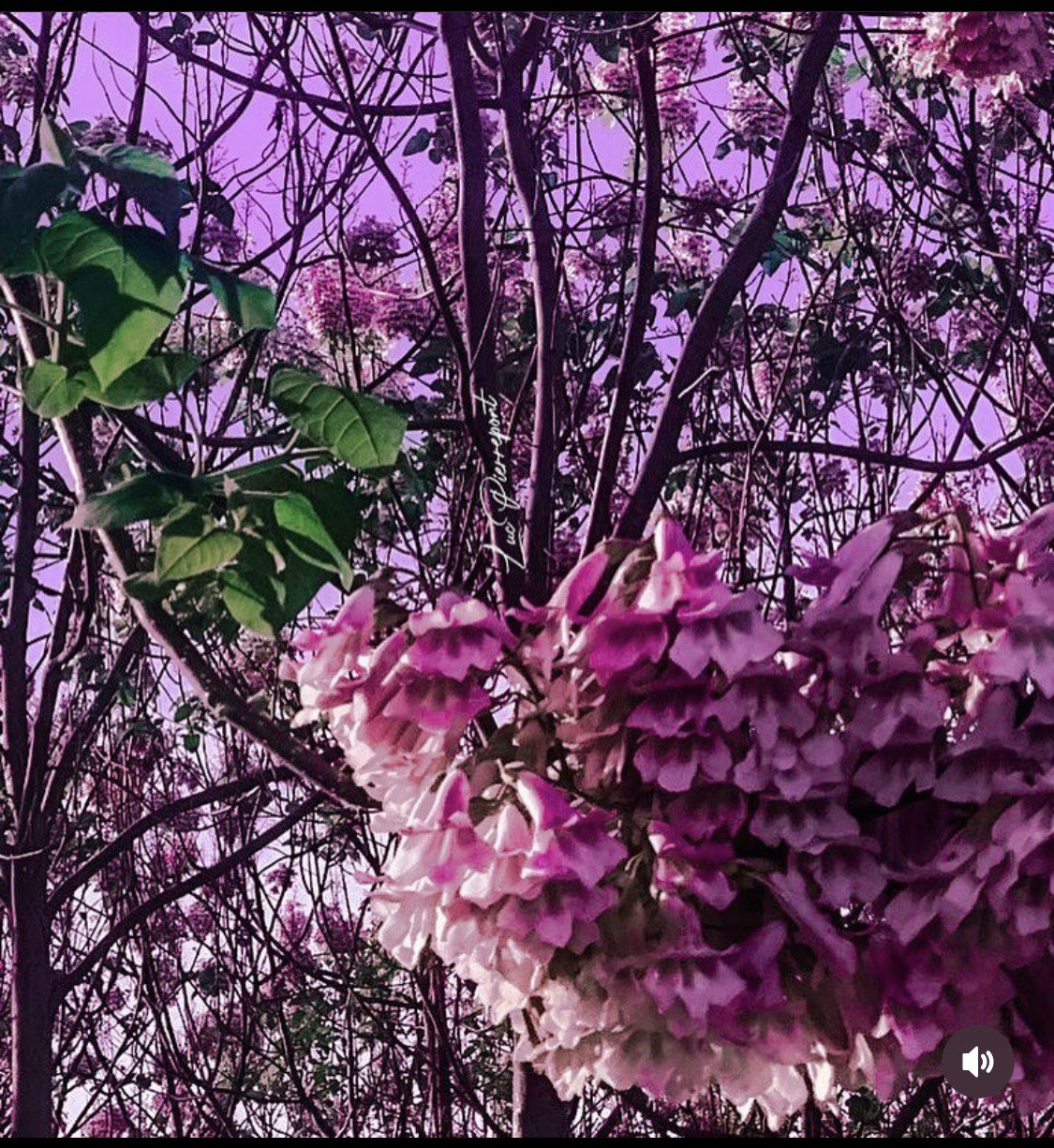 A photograph edited using Lightroom. Tone and colour was accentuated of a full blossomed tree making it appear as though the tree is full of candy.