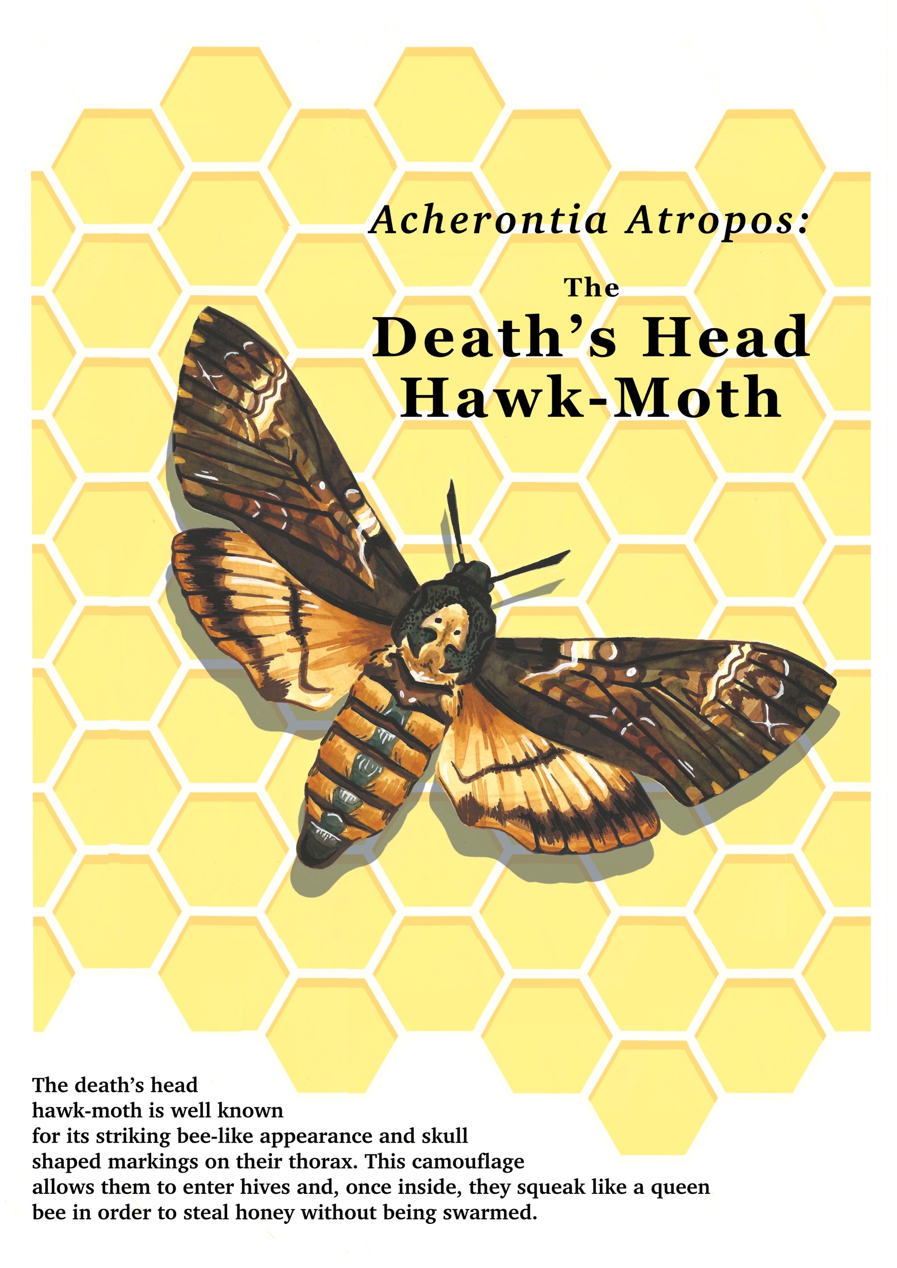 Illustration by Grace Bastion, showing a Death's Head Hawk-Moth over honeycomb with educational text.
