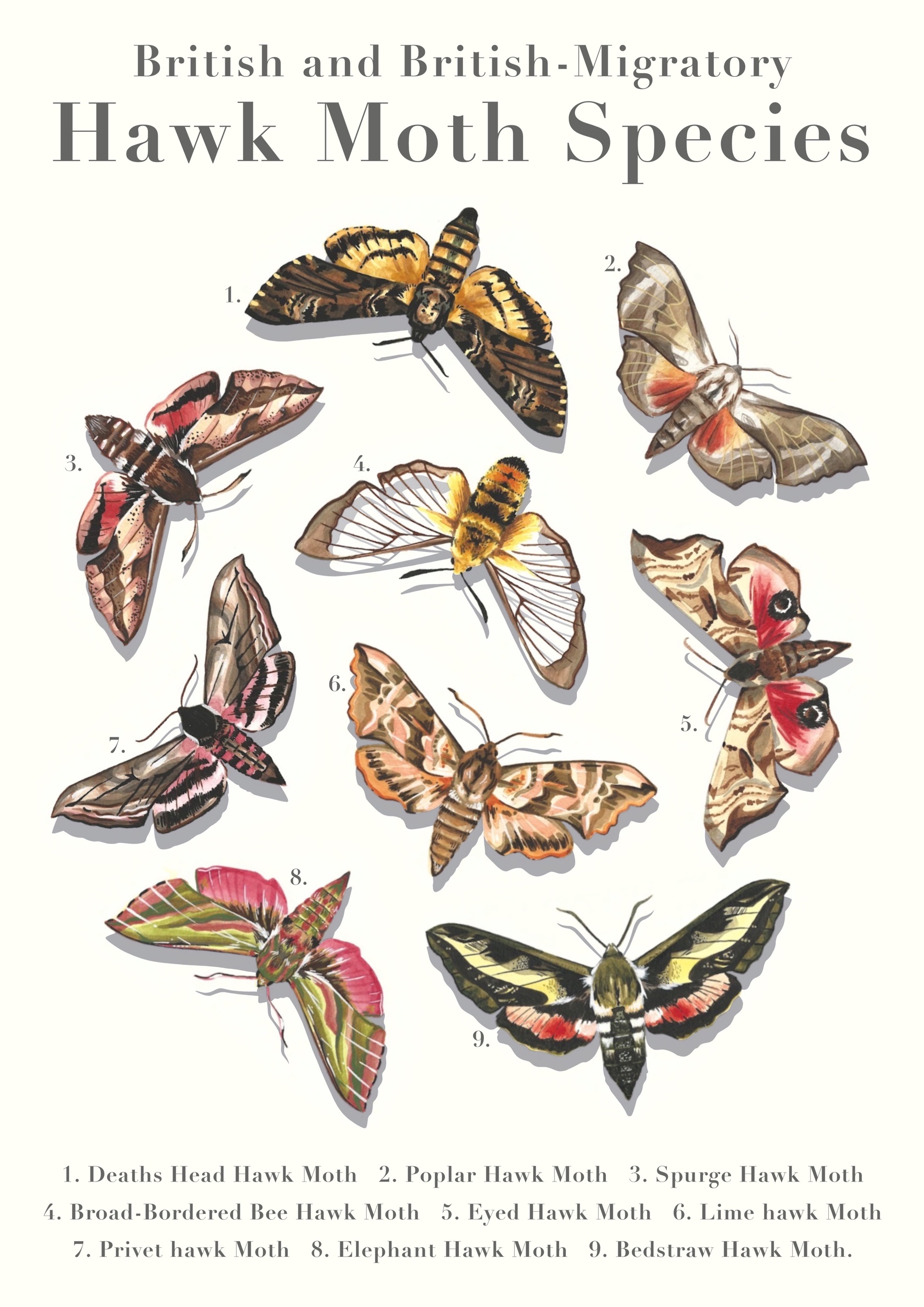 Illustration by Grace Bastion, showing nine moths in a collage, with a title and species names.