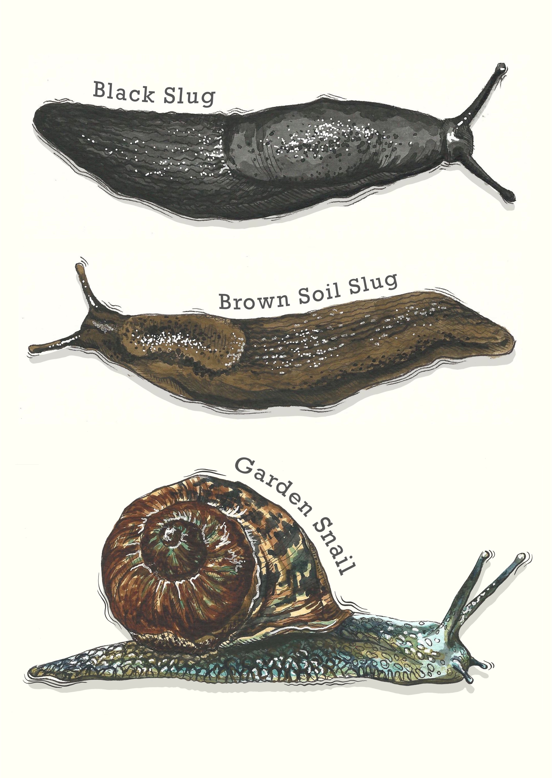 Illustration by Grace Bastion showing three mollusc species: the Black Slug, the Brown Soil Slug and the Garden Snail.