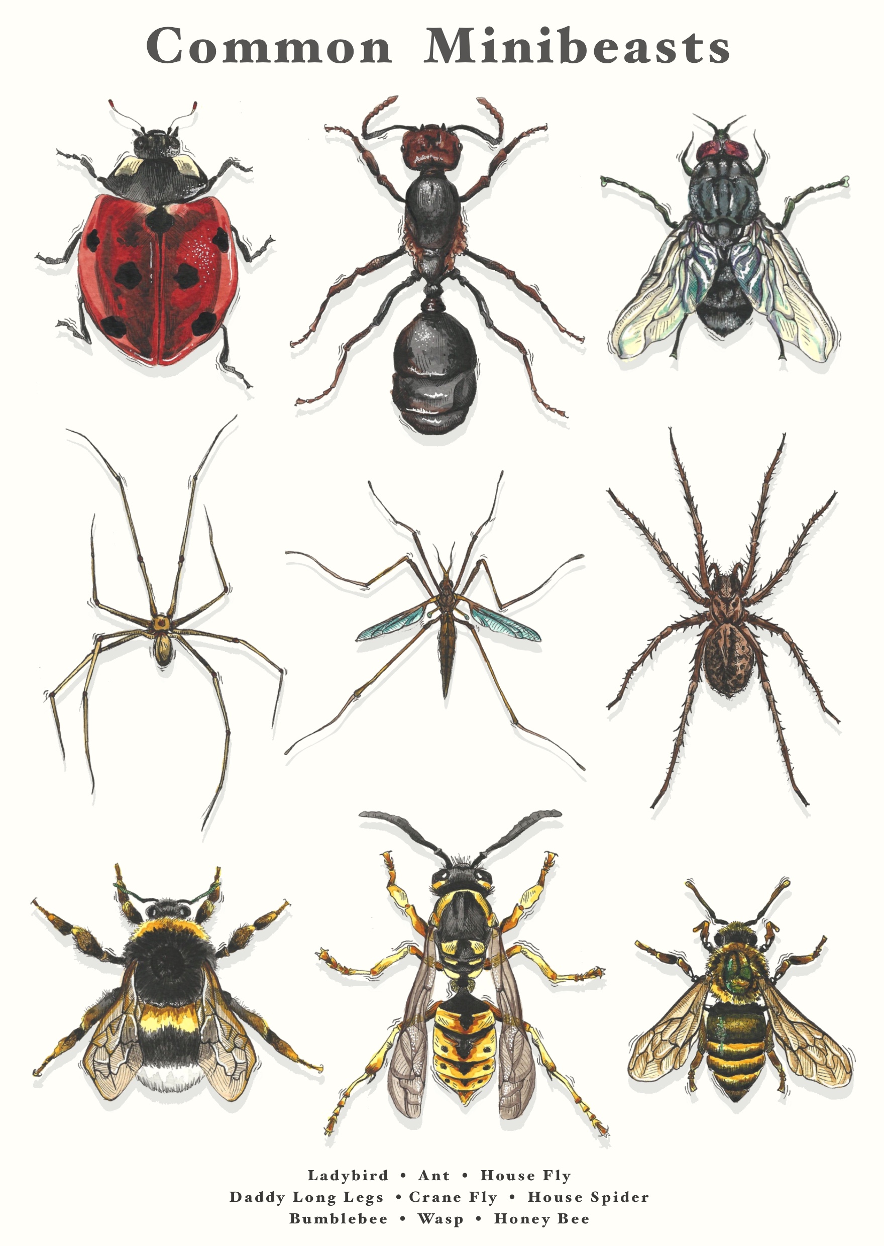 Illustration by Grace Bastion showing nine minibeast species found in most UK gardens.