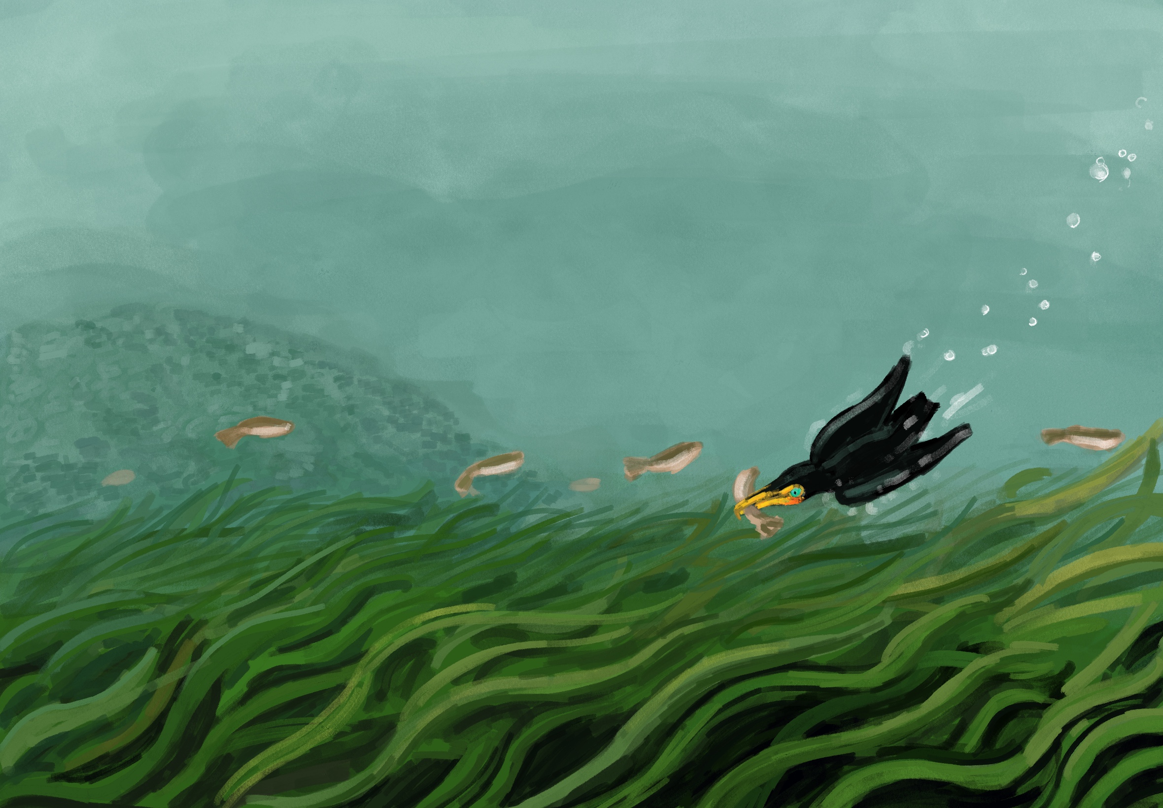 Digital illustration with teals colours, depicting an underwater scene of seagrass, with a cormorant diving.