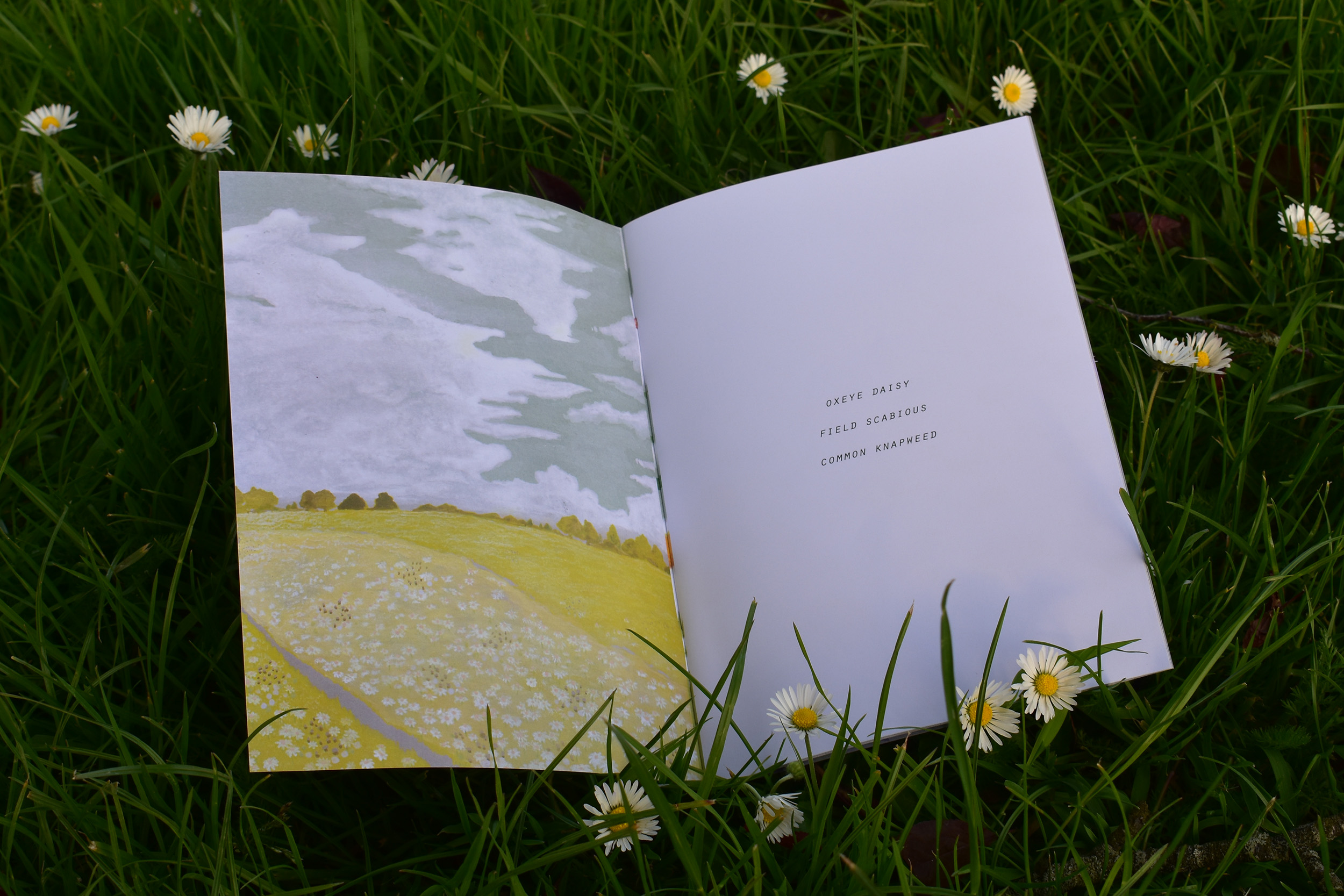 An image of a printed booklet placed on grass, it shows a gouache landscape painting of a cloudy sky and a field of daisies.