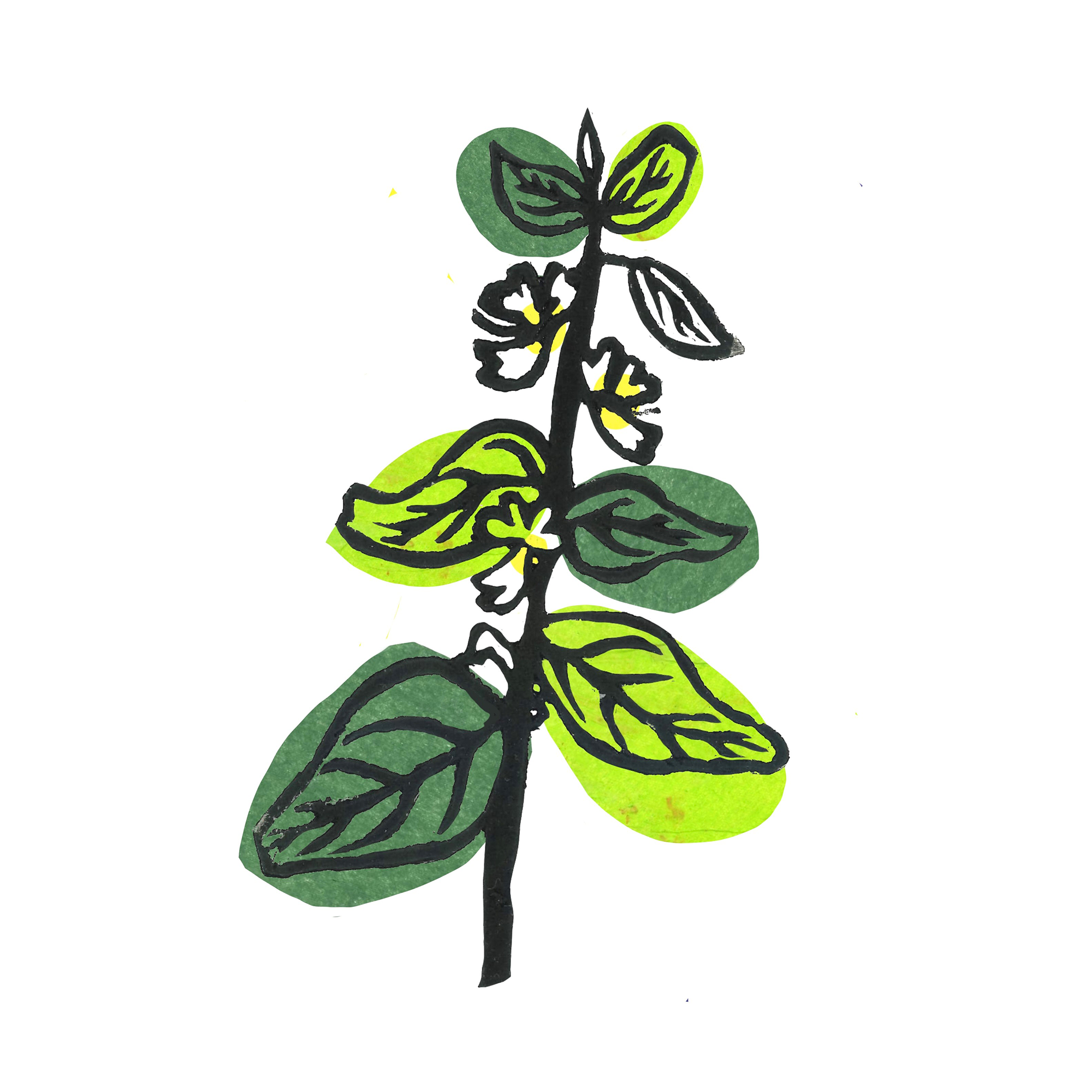 Lino print by Madison Powlesland showing a sprig of a basil plant and its flowers.