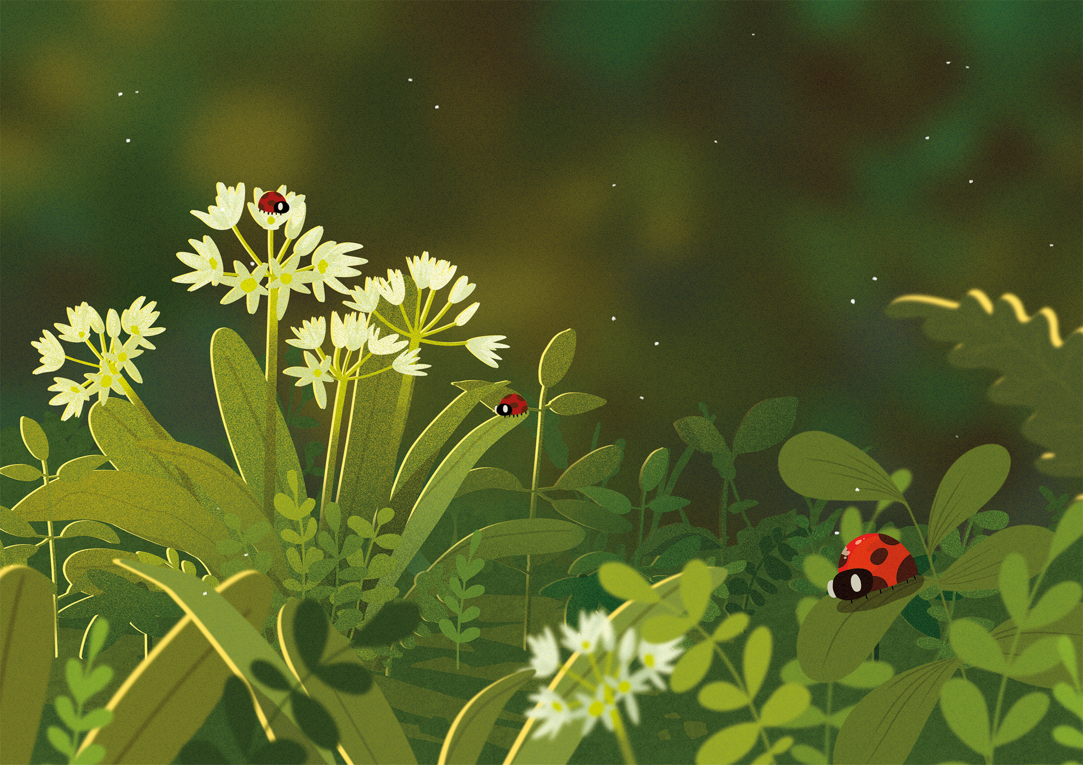 Close up illustration focusing on wild garlic with three ladybirds on the leaves, with a blurry background and foreground.