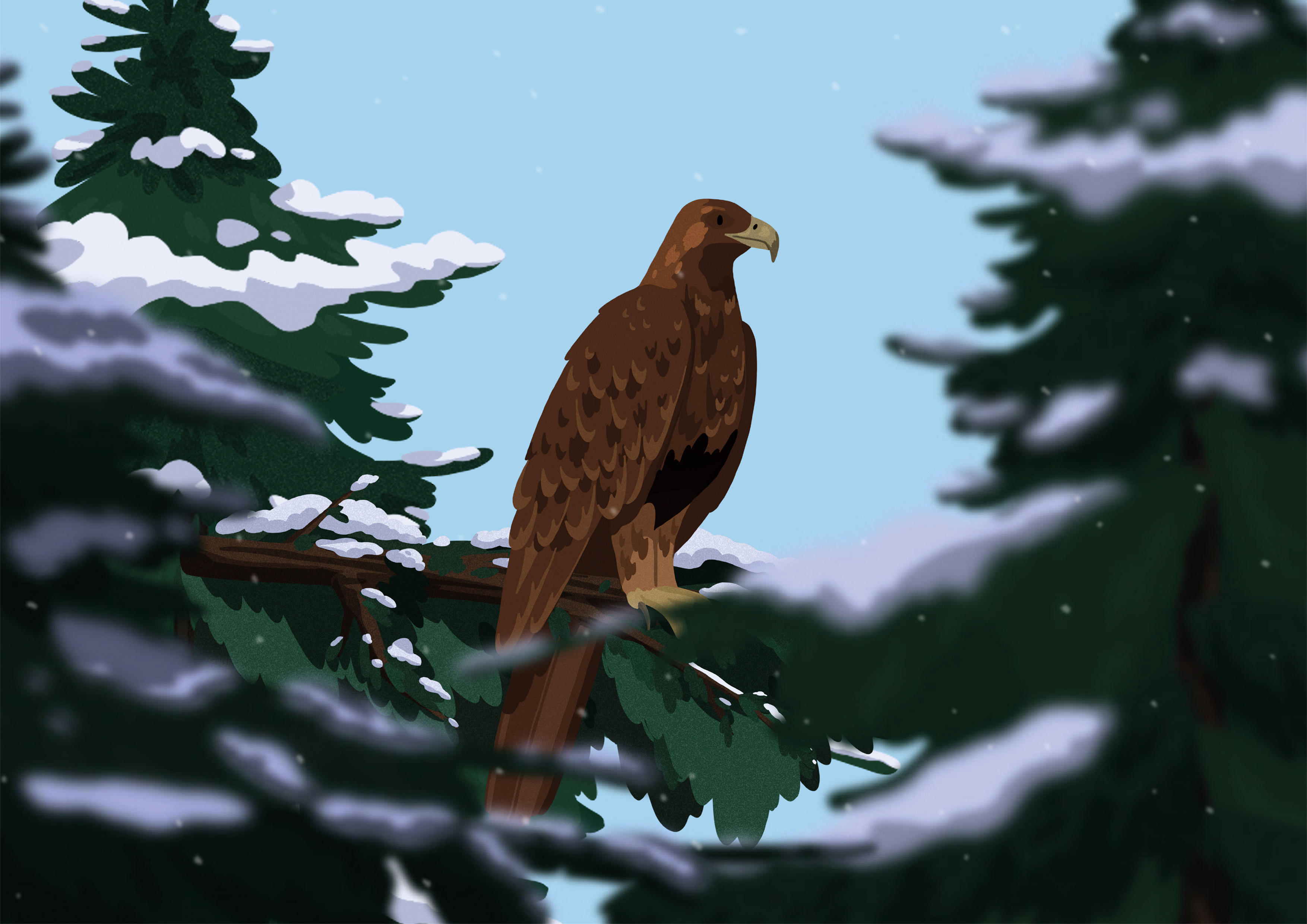 Illustration of a Golden Eagle perched on a Pine branch that has a layer of snow, featuring blurry, snowy pine trees in the foreground.