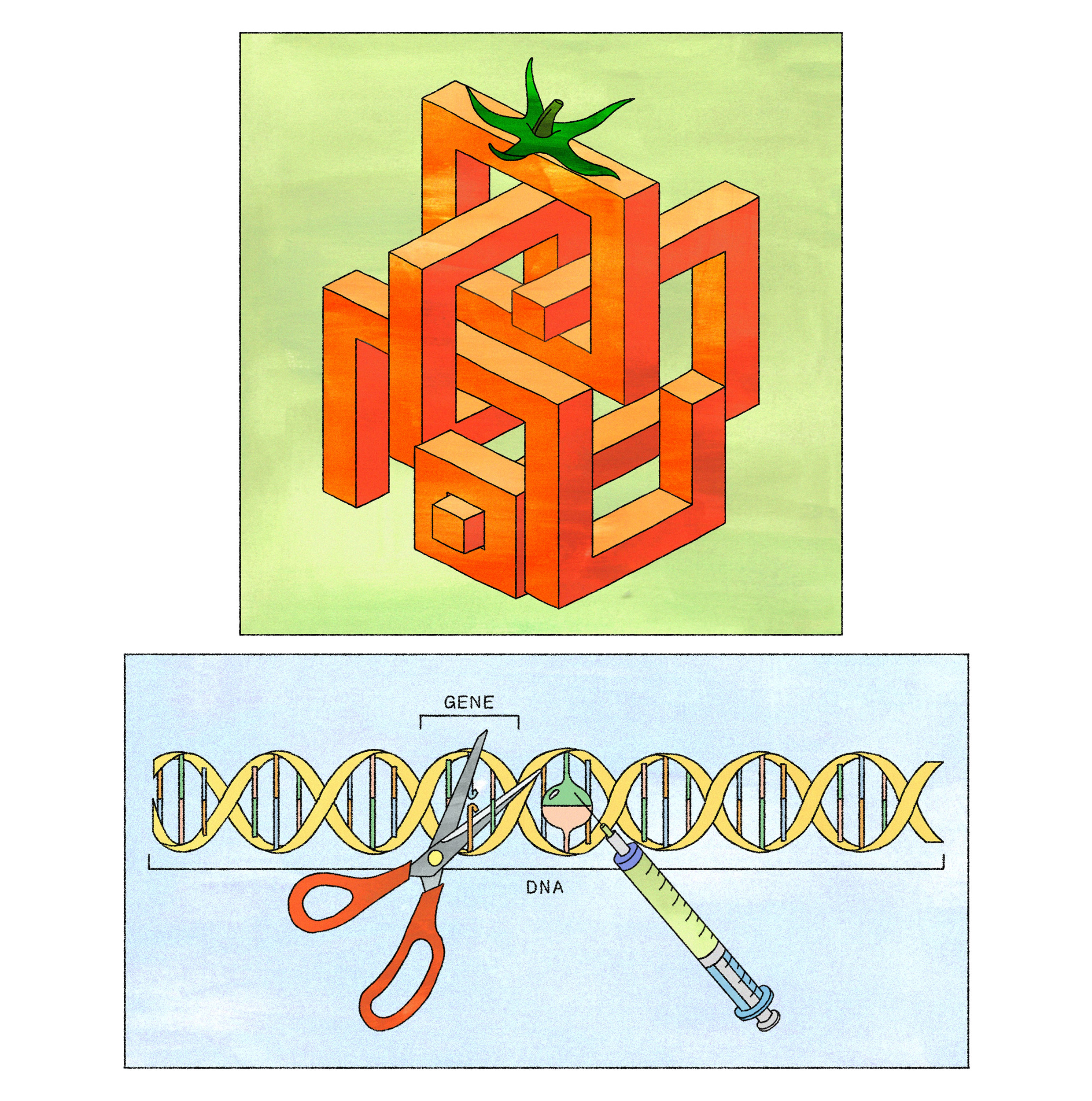 Illustration work by Becca Blake showing an isometric tomato and a strand of DNA being edited.