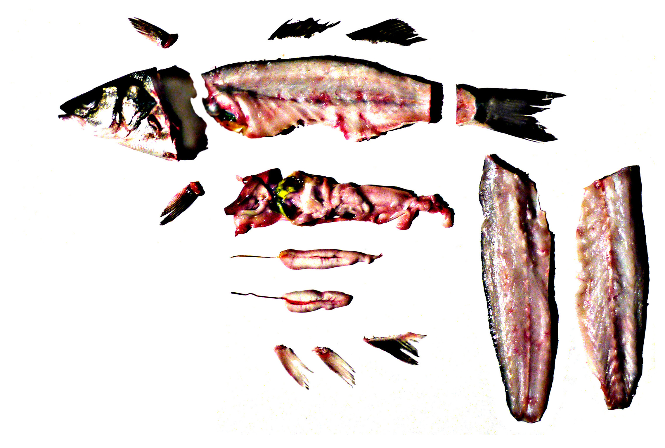 An edited photograph by Theo Galvin showing a filleted fish.