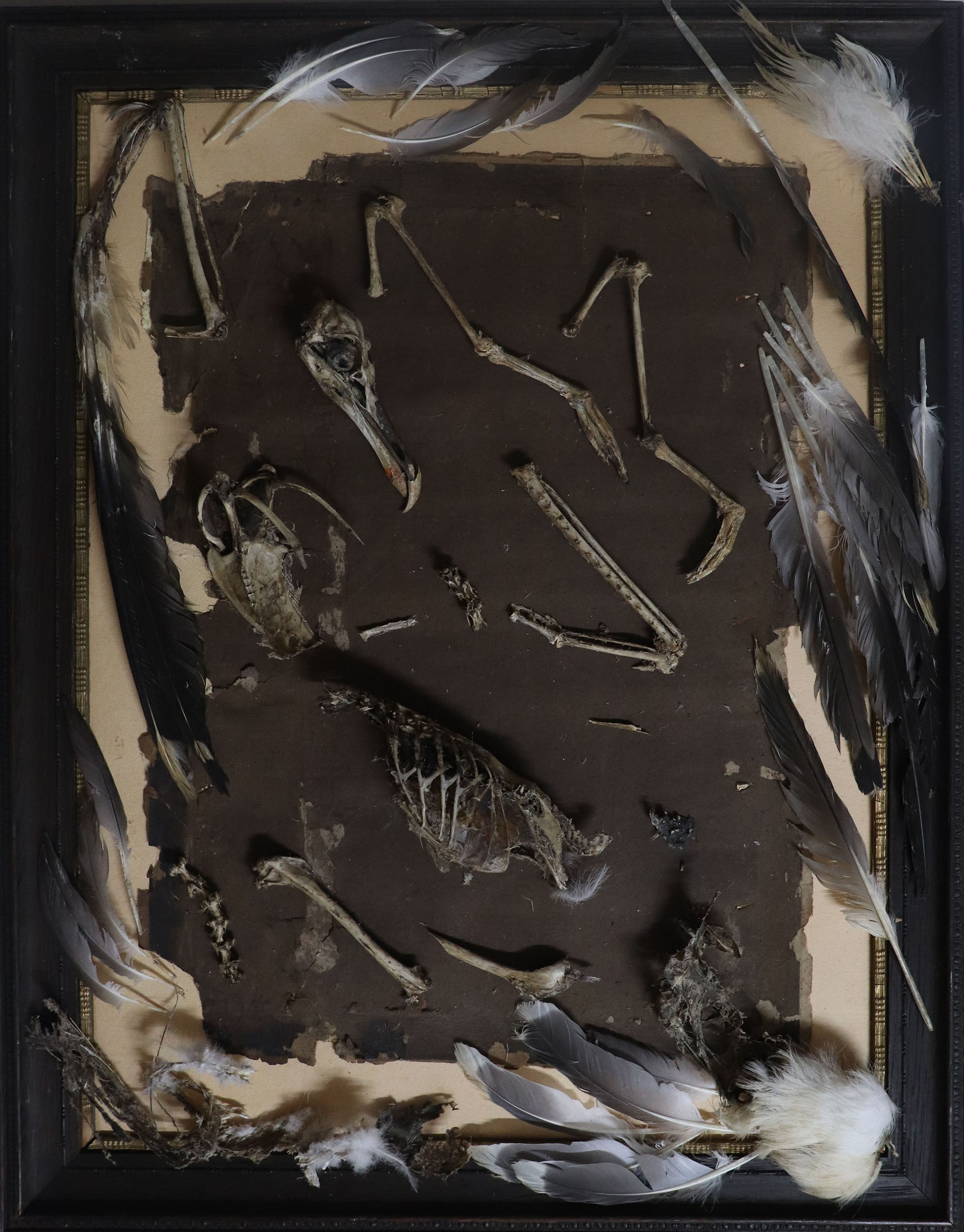 Wall hanging artwork by Zoë Bullen, displaying broken skeletal remains with some feathers, of a roadkill seagull, arranged over old picture frame backing paper, and old wooden picture frame.