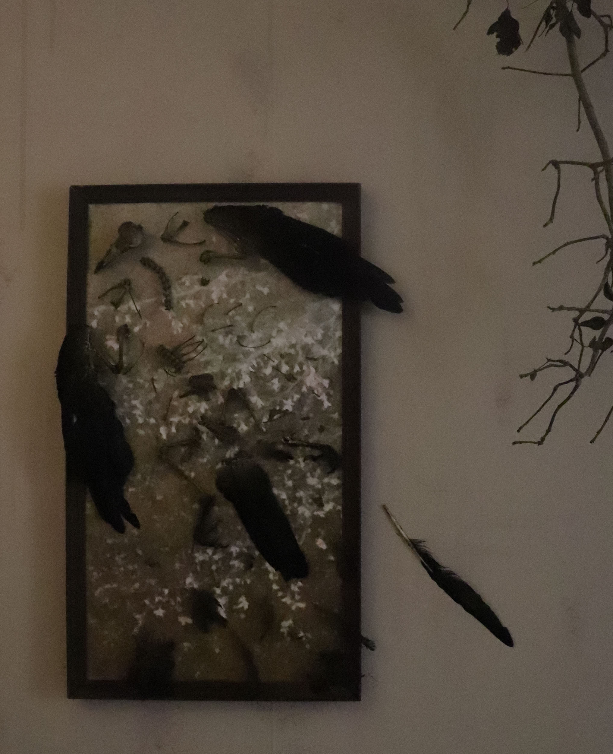 Wall hanging artwork by Zoë Bullen, displaying broken skeletal remains with some feathers, of a roadkill crow, arranged over matt printed photograph of foliage, and old wooden picture frame.
