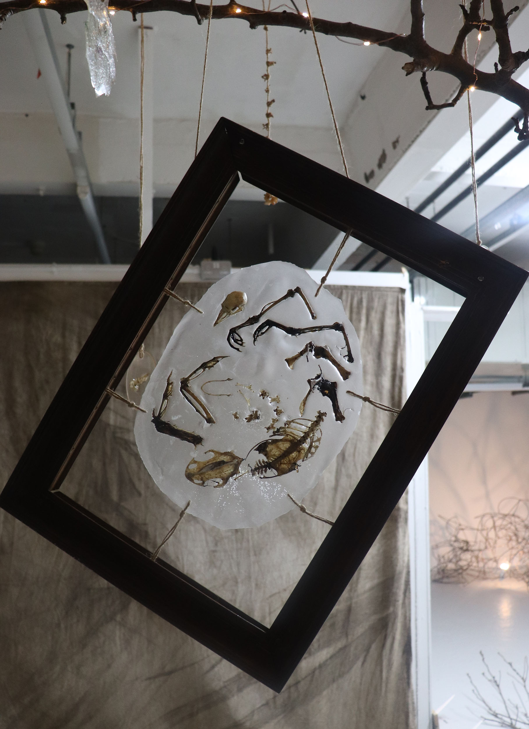 Free hanging artwork by Zoë Bullen, displaying skeletal remains with some feathers, of a cat caught pigeon, arranged in resin, and suspended within an old wooden picture frame.